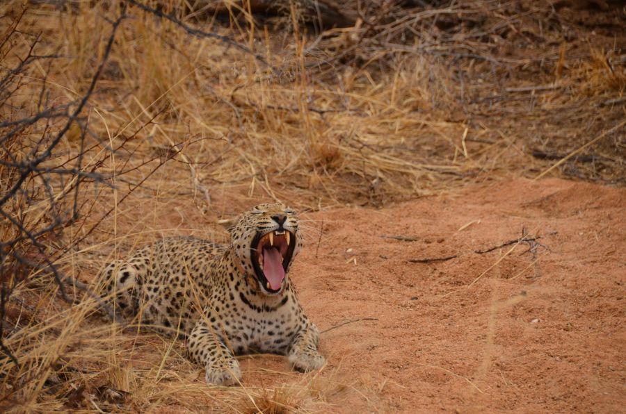 Die Leopardin Vamos