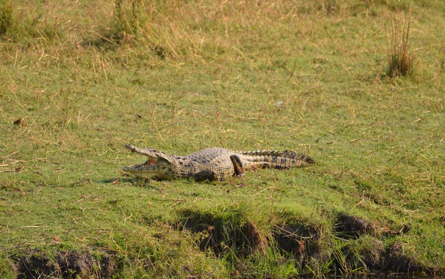 Chobe River Camp: Krokodil am anderen Ufer in Botswana