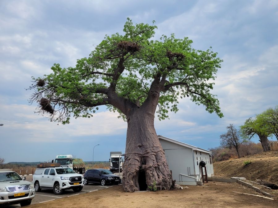Baobab-Bäume an der Grenzstation zu Botswana