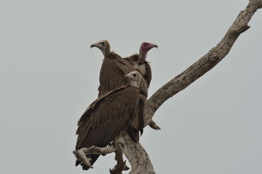 Kappengeier (Hooded vulture) an der Chobe Riverfront