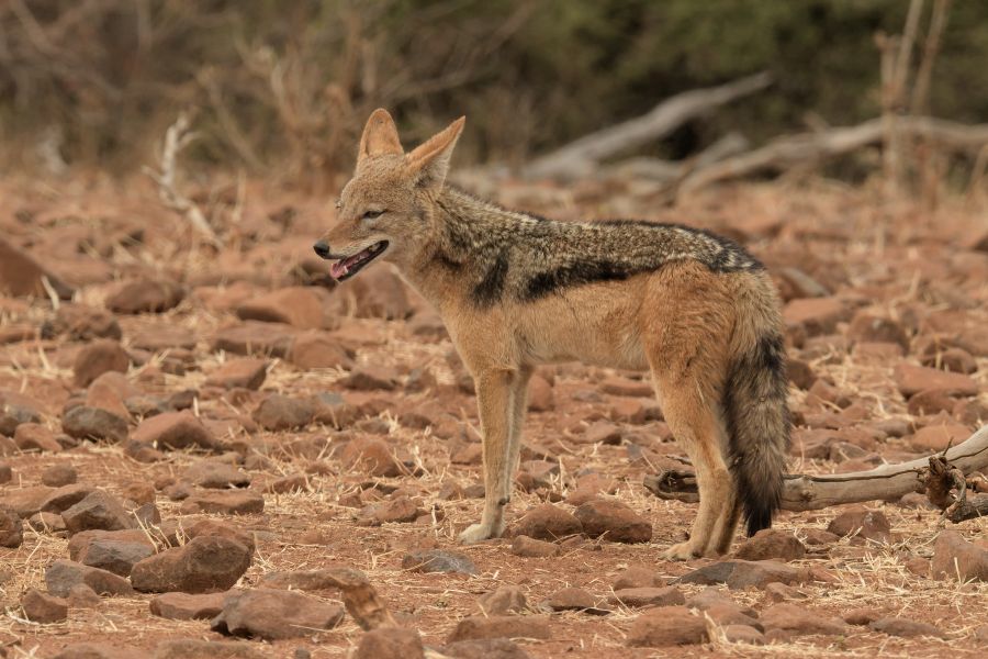 Schabrackenschakal (Black-backed jackal)