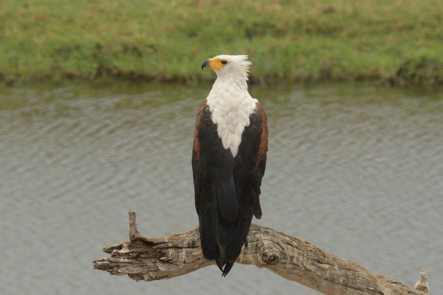 Schreiseeadler (African fish eagle)