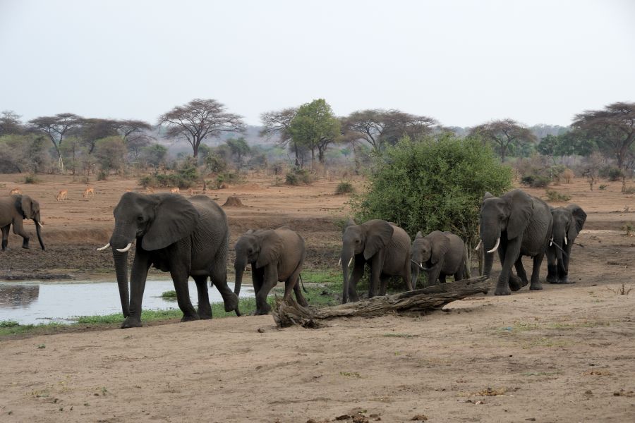 Senyati Safari Camp: Elefanten am Wasserloch