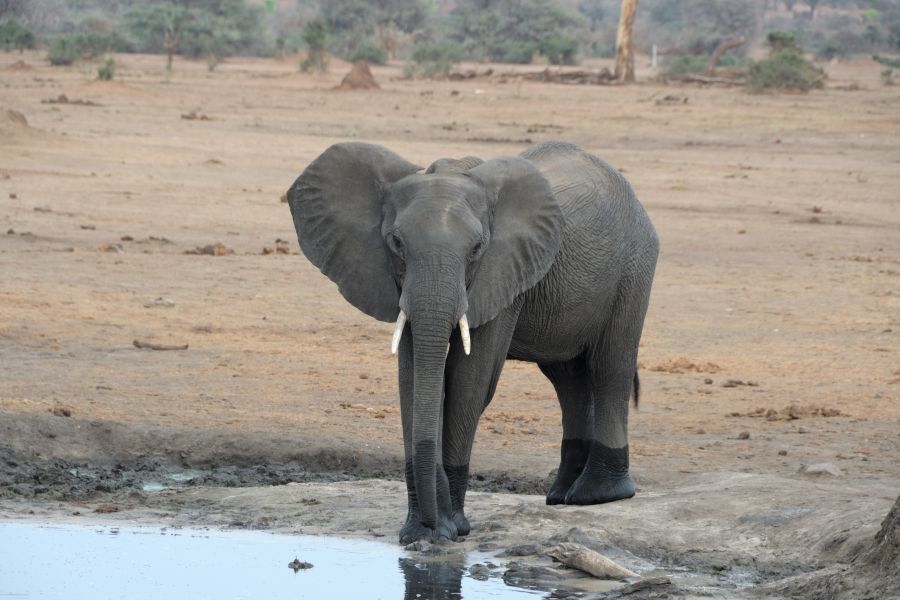 Senyati Safari Camp: Elefant am Wasserloch