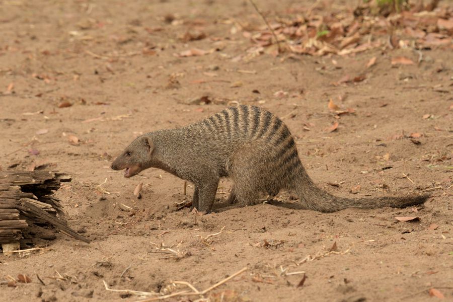 Zebramanguste (Banded mongoose)