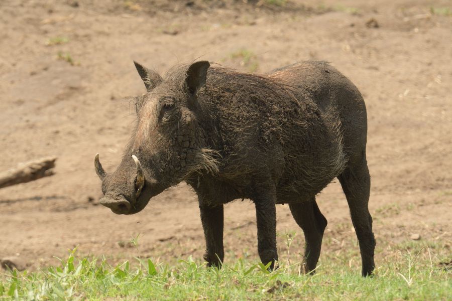 Warzenschwein (Warthog)