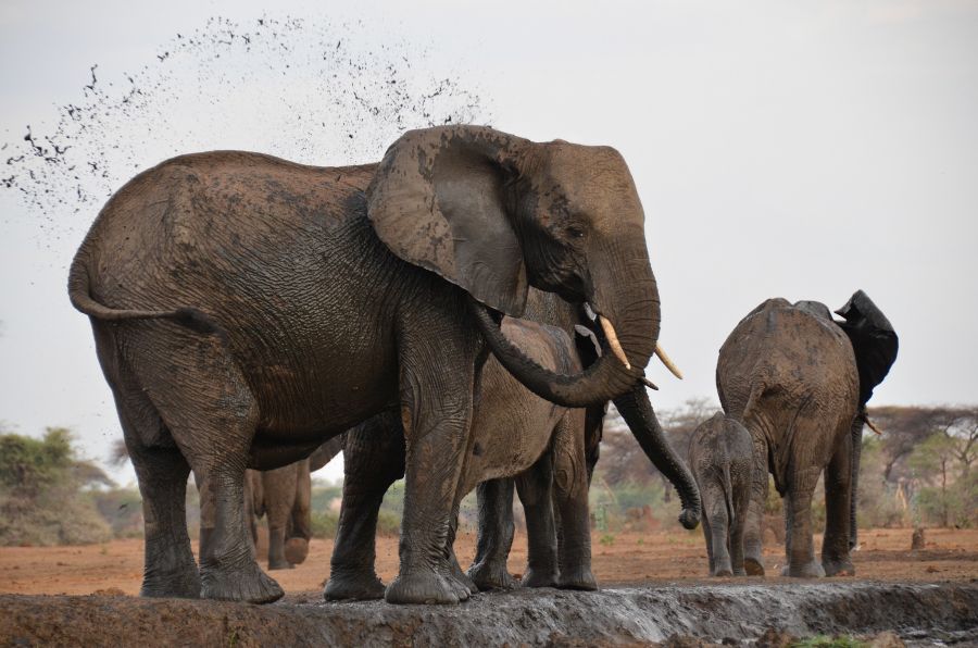 Elefant am Wasserloch