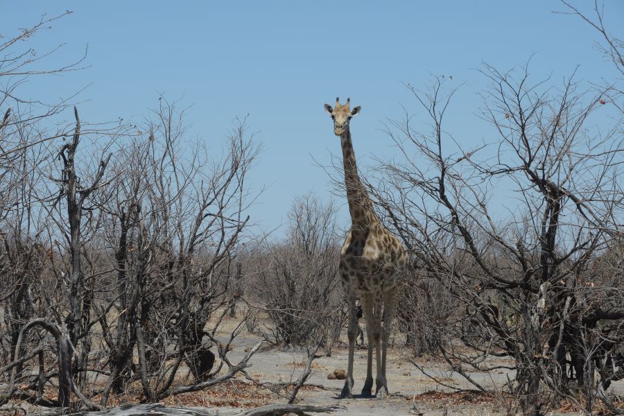 Giraffe