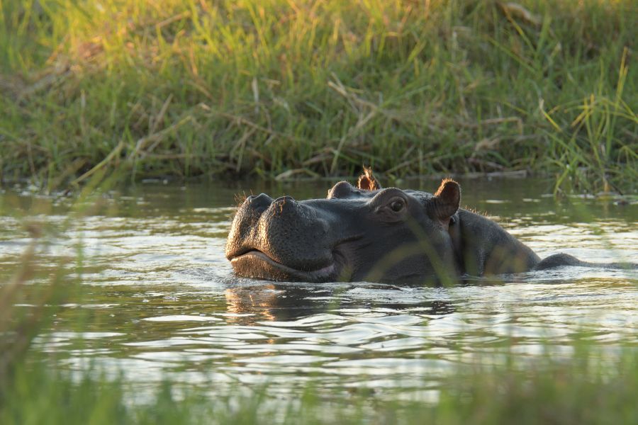 Hippo im Khwai River