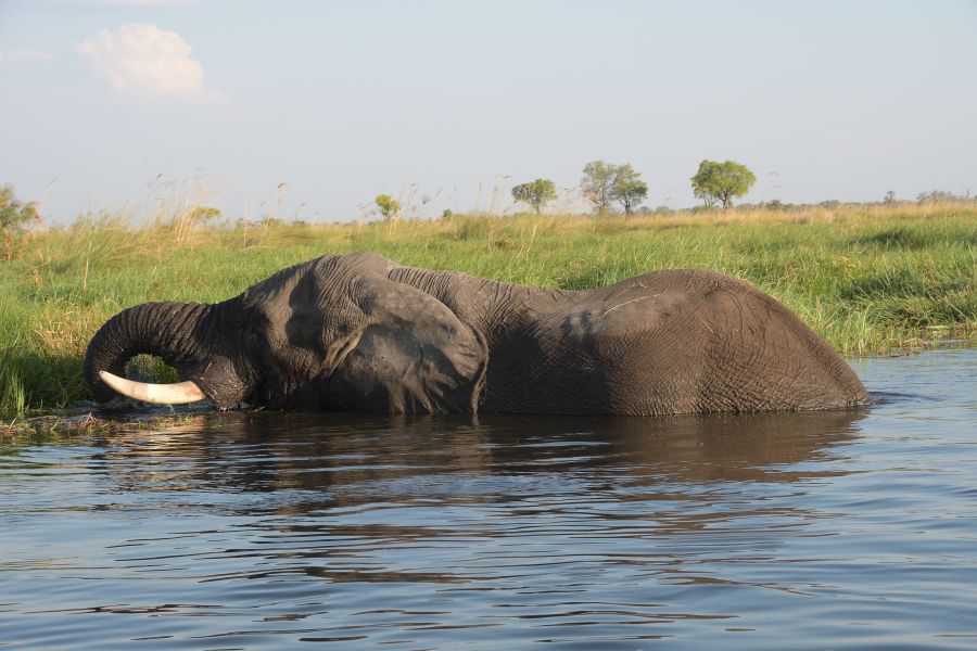 Gras fressender Elefant im Okavango
