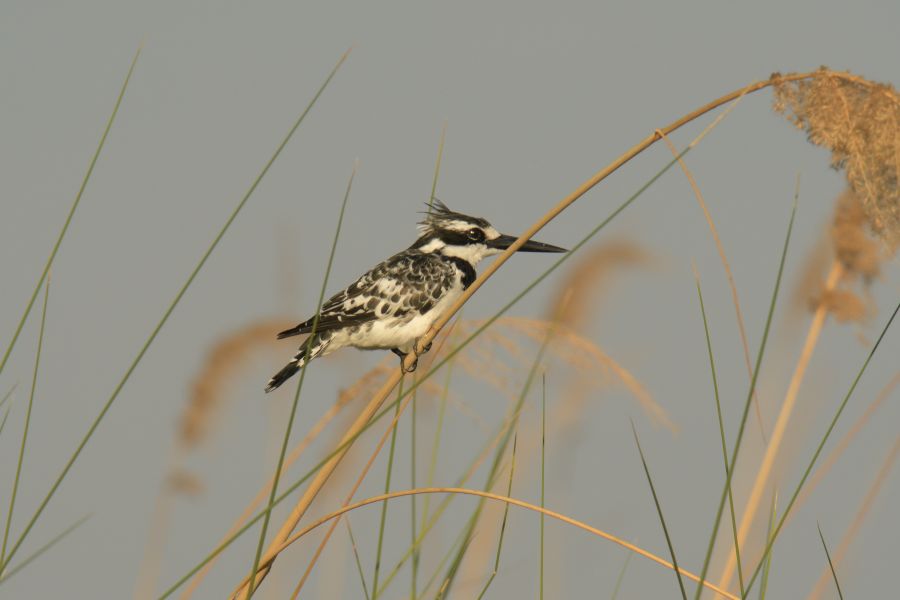Graufischer (Pied Kingfisher)