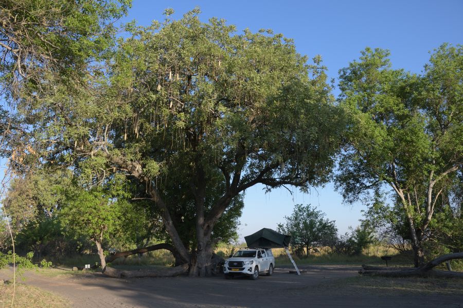 Third Bridge Campsite: unser Stellplatz unter einem großen Leberwurstbaum