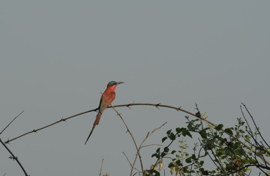 Karminspint (Southern Carmine Bee-eater)