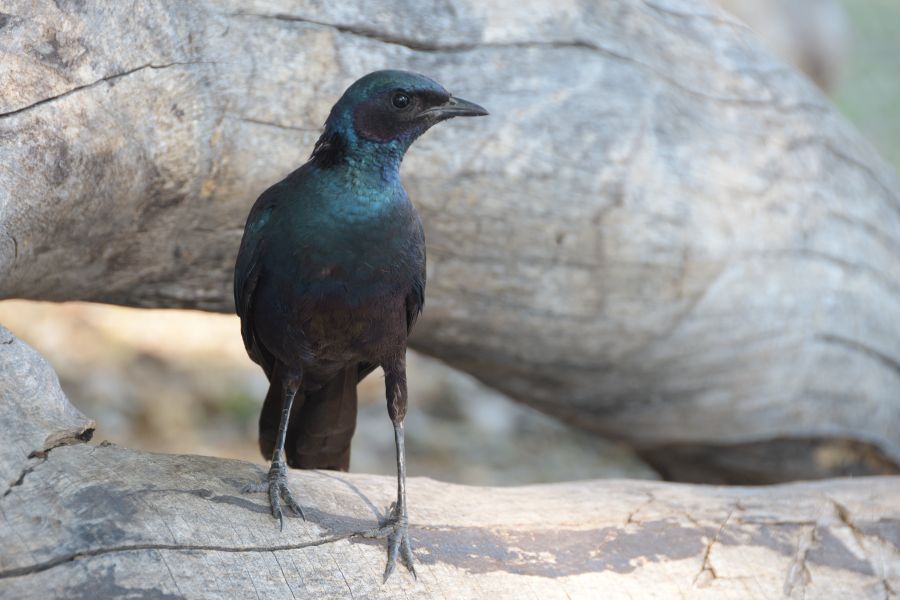 Glanzstar (Starling)