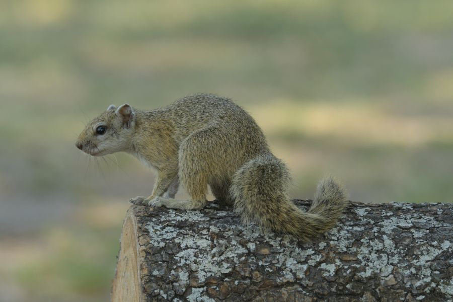 Baumhörnchen (Tree Squirrel)