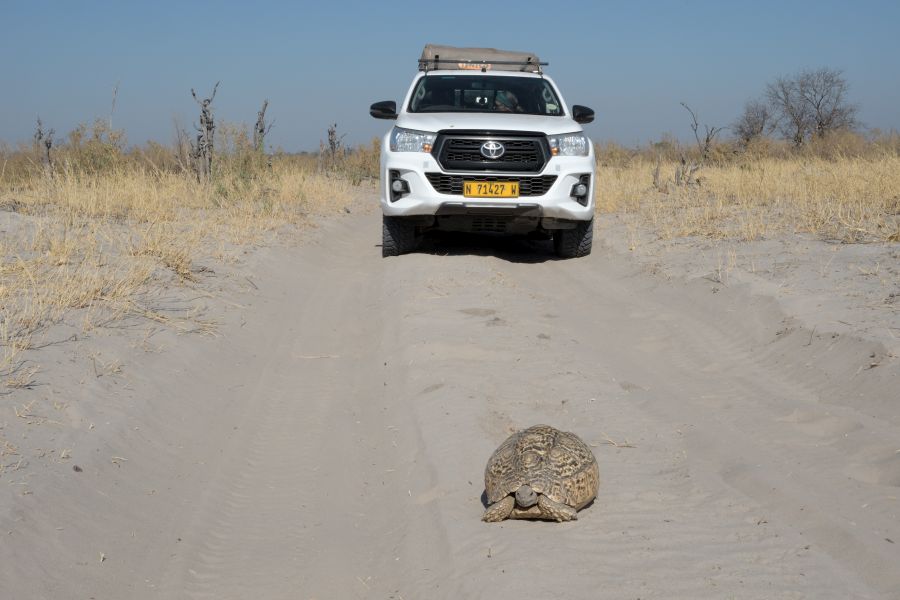 Eine Pantherschildkröte (Leopard Tortoise) ist auf der Piste unterwegs