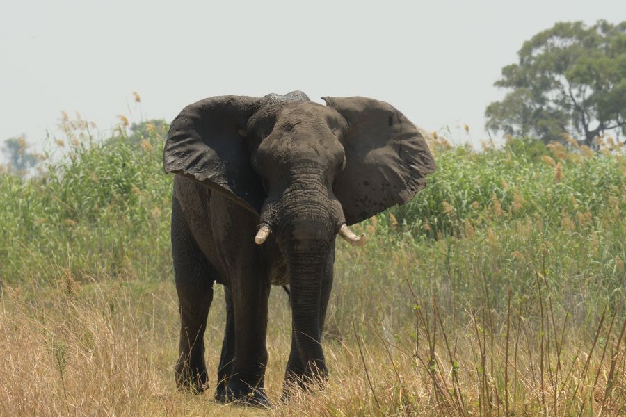 Einer der drei Elefantenbullen, die immer näher kamen