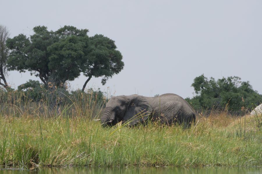 Am Ende der Tour treffen wir wieder auf Elefanten...
