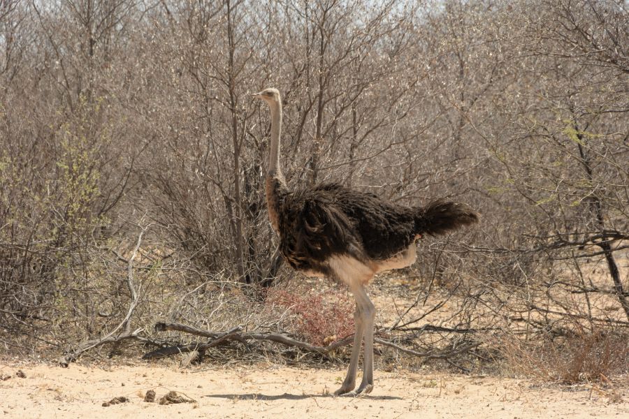 Strauss (Common Ostrich)