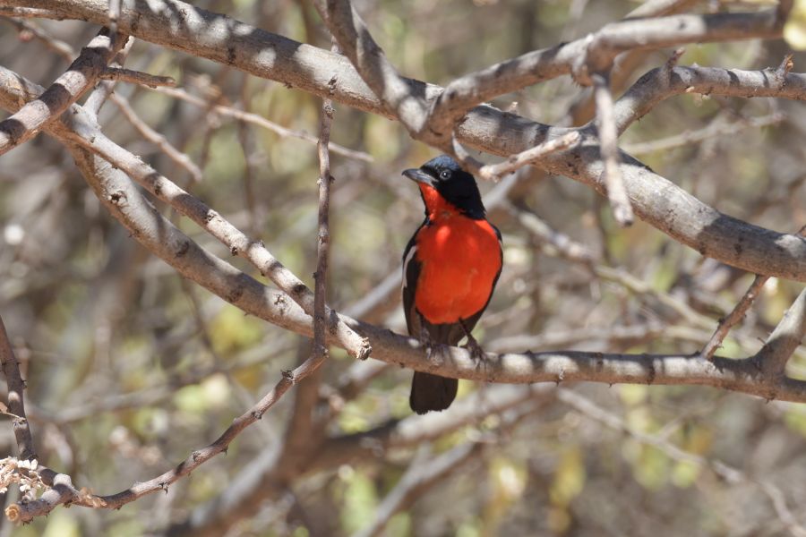 Rotbauchwürger (Crimson-breasted Shrike)