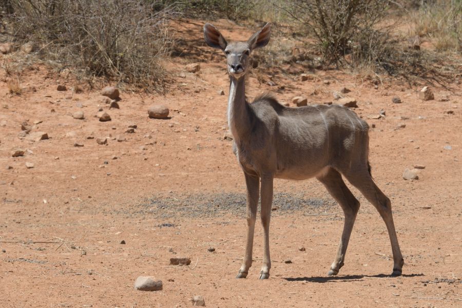 Kudu Weibchen (Greater Kudu)