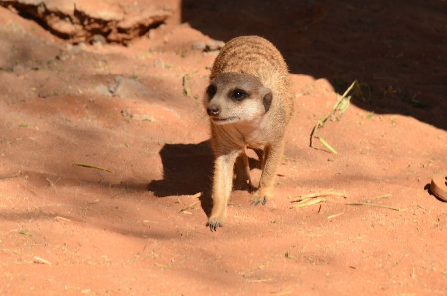 Das Erdmännchen Findelkind Ernie