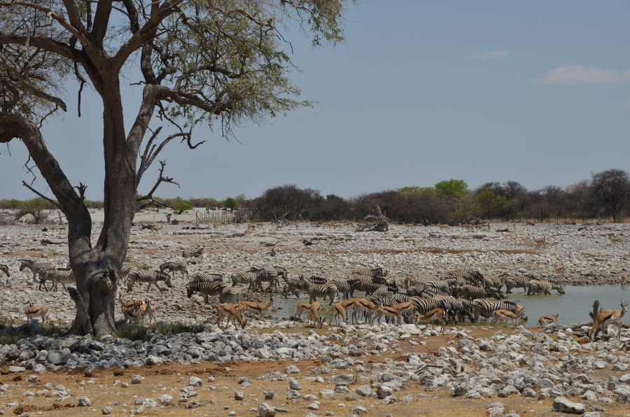 Das Okaukuejo Wasserloch