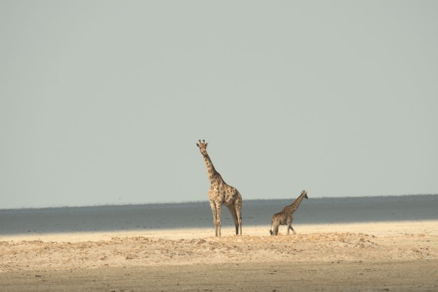 Giraffen am Okondeka Wasserloch