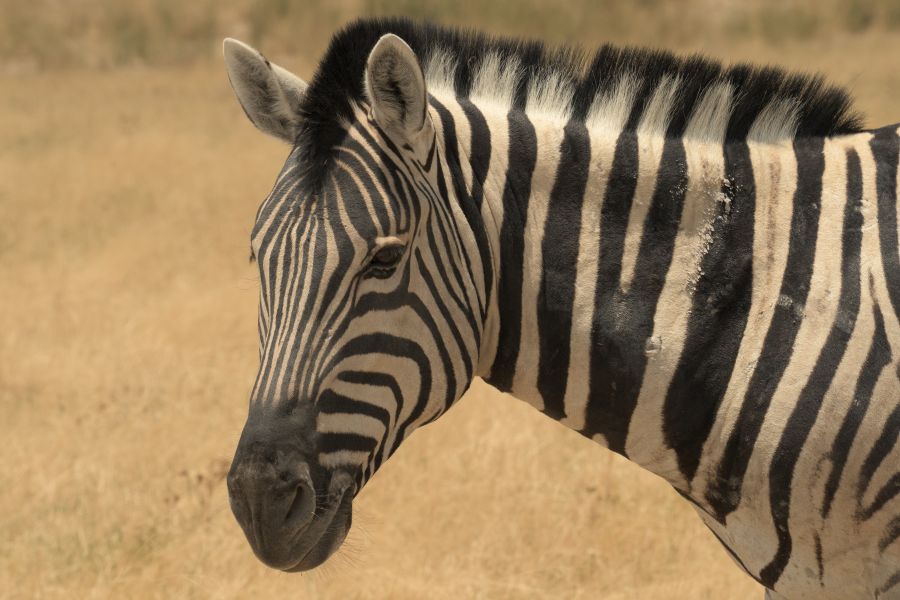 Steppenzebra