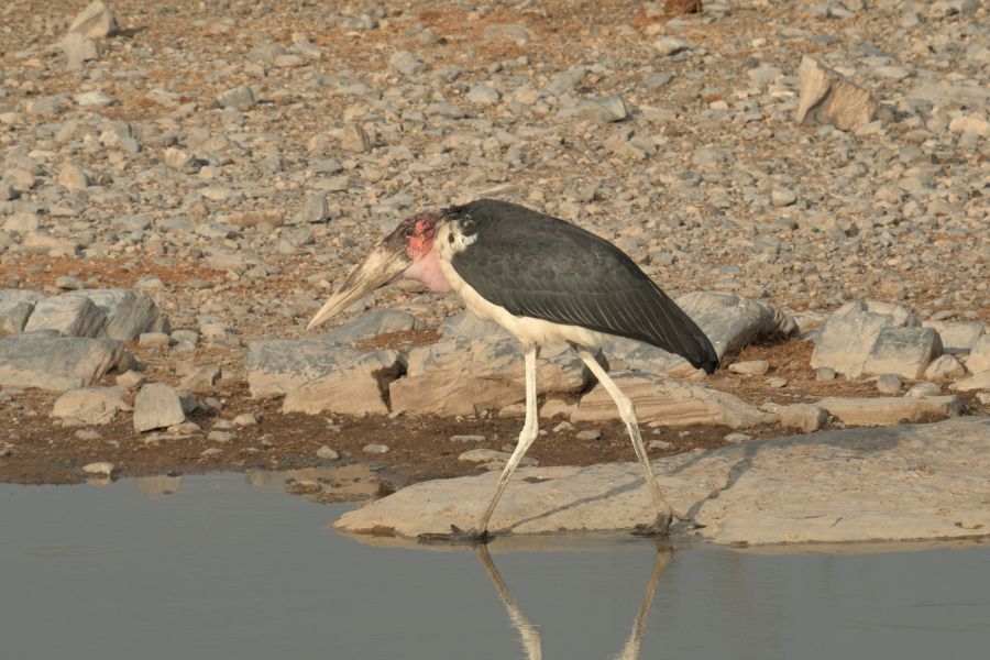 Marabu am Moringa-Wasserloch