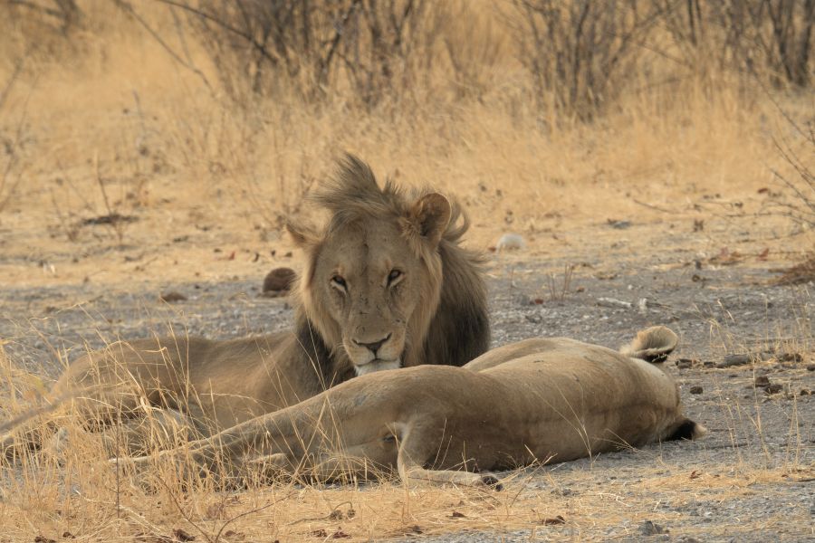 Löwen, nur wenige Meter von der Piste entfernt