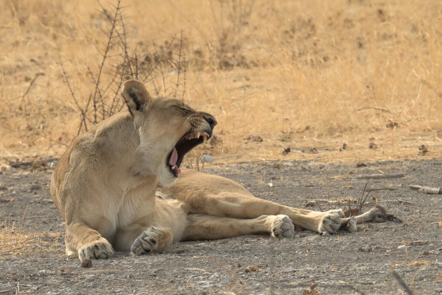 Die zweite Löwin, nur wenige Meter entfernt