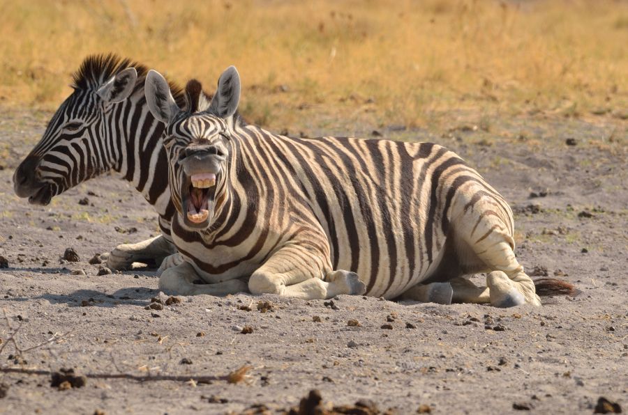 Lacht oder gähnt das Zebra?
