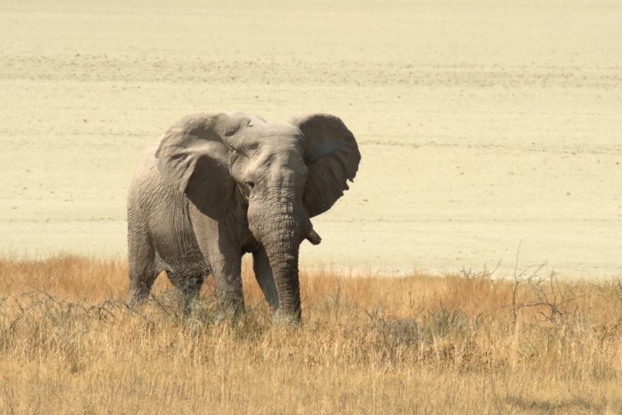 Elefant in der Ferne