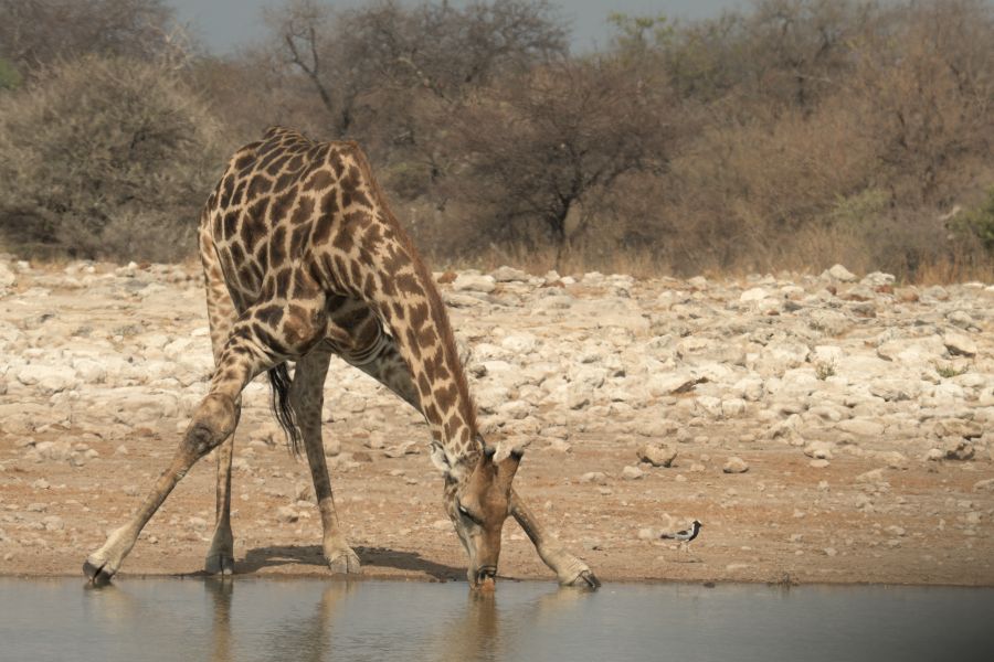 Giraffe beim Trinken am Little Namutoni Wasserloch