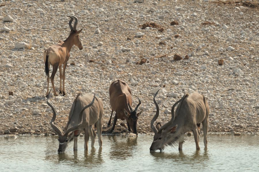 Kuhantilopen und Kudus am Wasserloch
