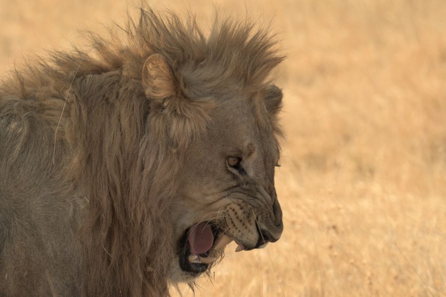 Einer der Löwen die wir am letzten Abend sahen