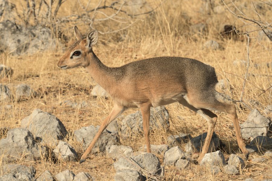 Damara-Dikdik