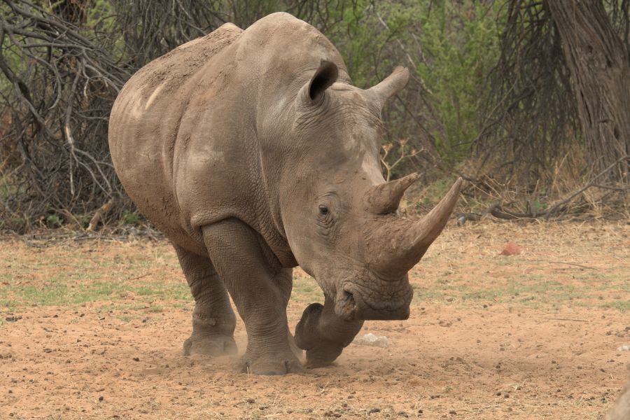 Breitmaul-Nashorn in der Waterberg Wilderness