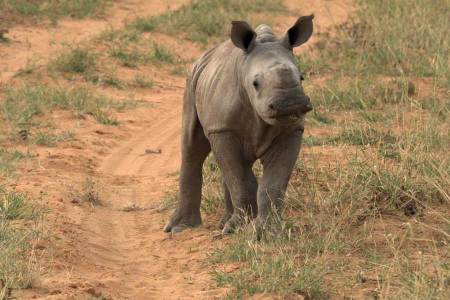 Das Baby-Nashorn schaute zu uns rüber