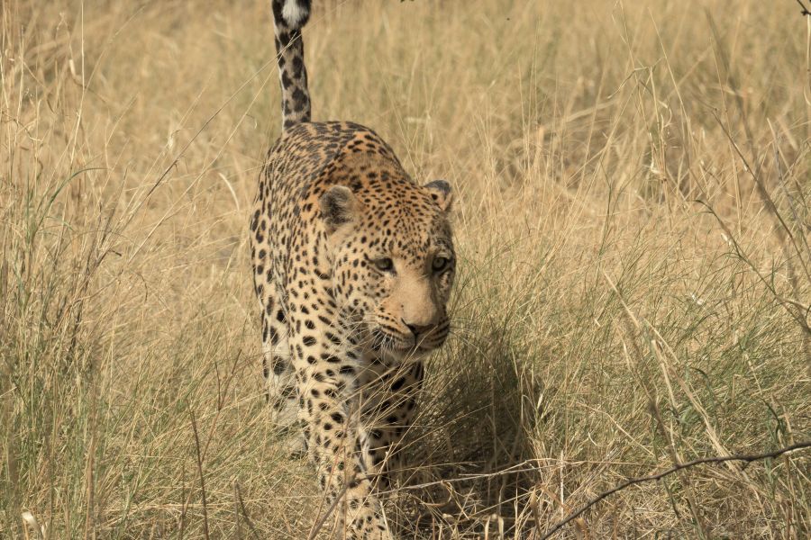 Leopard bei der Düsternbrook Lodge