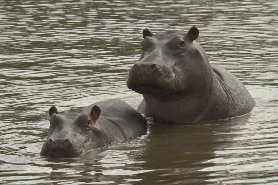 Hippos in der Talsperre Andreasdamm