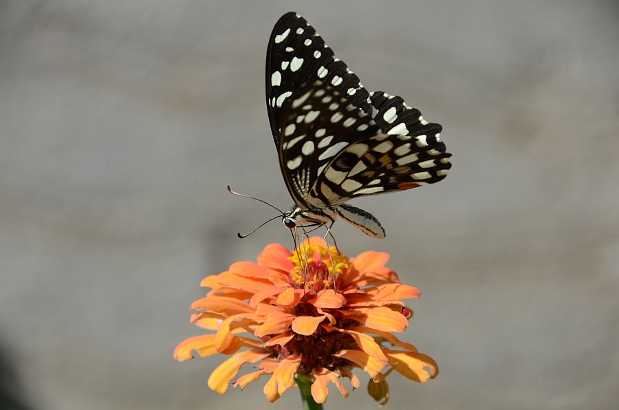 Ein Chequered Swallowtail (Papilio demoleus) beim Oriental Nights Rest House