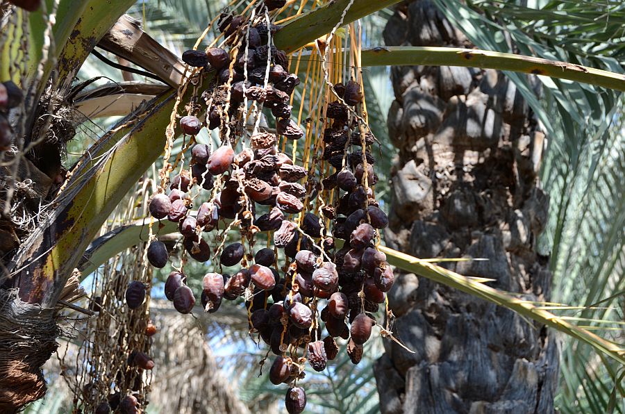 Dattelpalme mit reifen Datteln im Palmengarten von Al Hamra