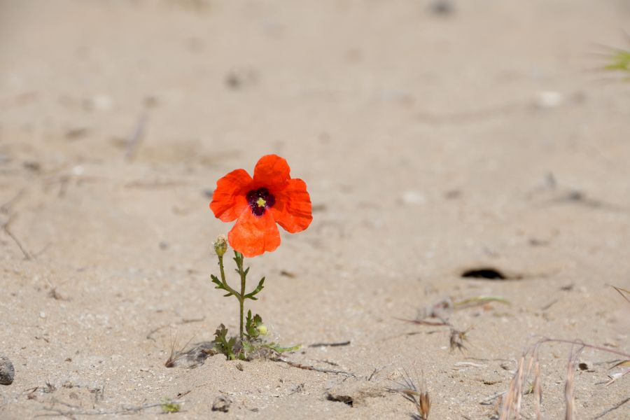 Blühender Mohn in der Wüste