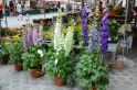 Marktstand mit Blumen