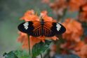 Ein Falter im Butterfly House, Malahide Castle
